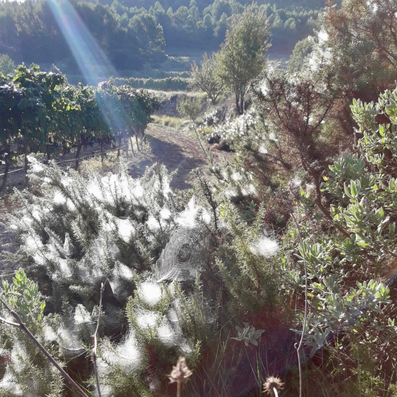 Mas de Sella: Reivindicando la biodiversidad