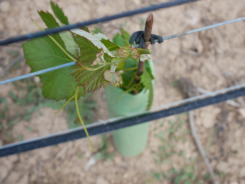 Vida animal en Mas de Sella
