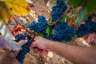 Ribera del Duero vendimia a mano 125 millones de kilos de uva de alta calidad