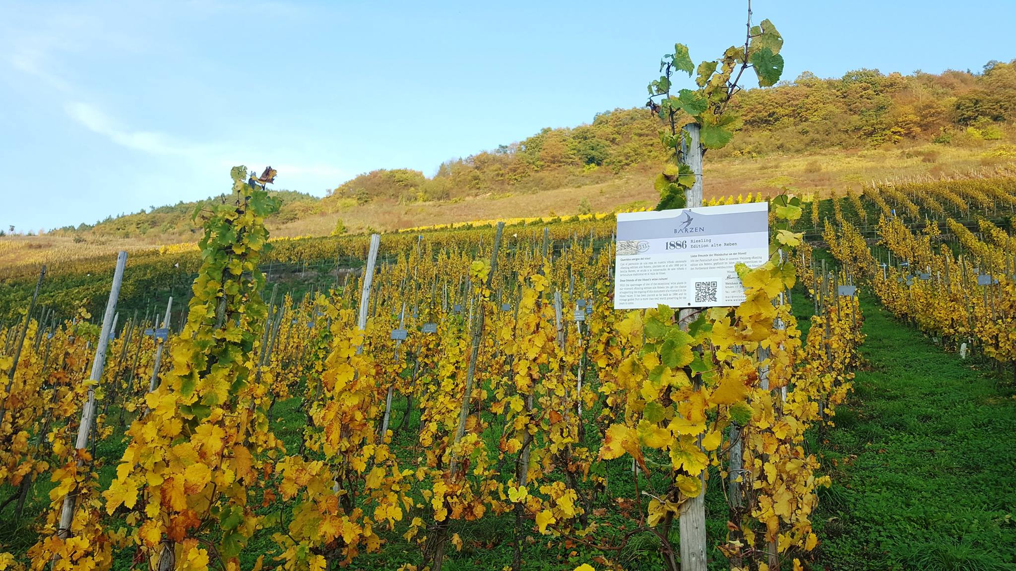 Weinhaus Barzen. Variedades blancas y tintas