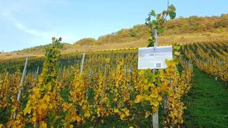 Weinhaus Barzen. Variedades blancas y tintas