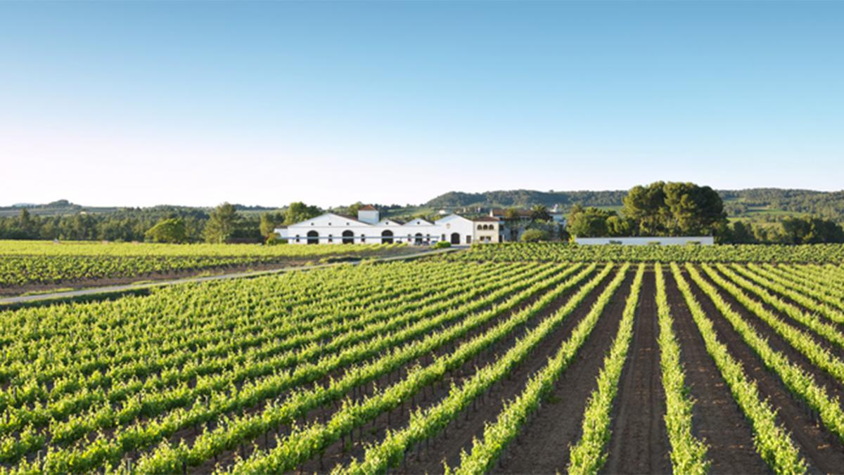 Agricultura congela las autorizaciones para nuevas plantaciones destinadas a Cava