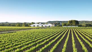Agricultura congela las autorizaciones para nuevas plantaciones destinadas a Cava