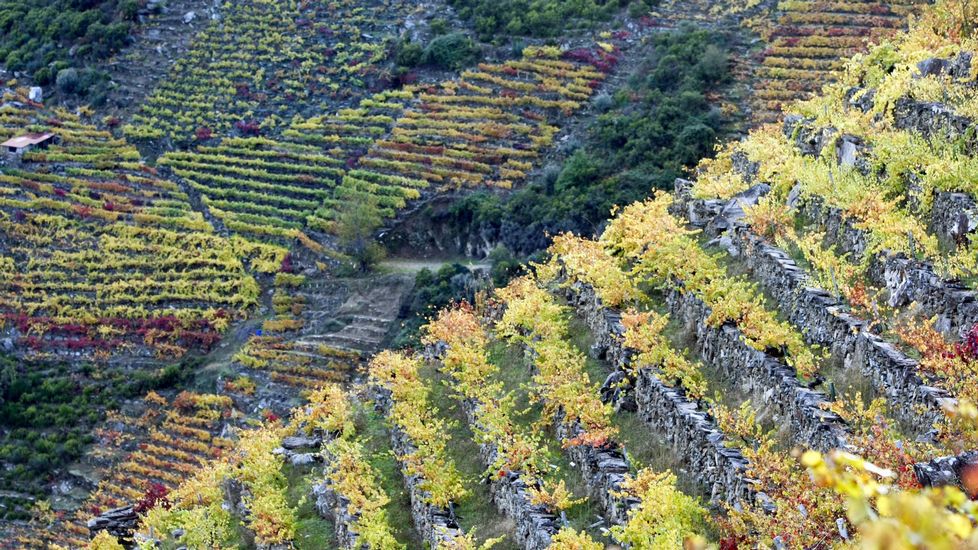 2018: Ribeira Sacra hace balance de un meritorio año