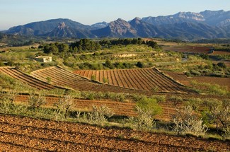 Nace la ruta del vino de la Terra Alta