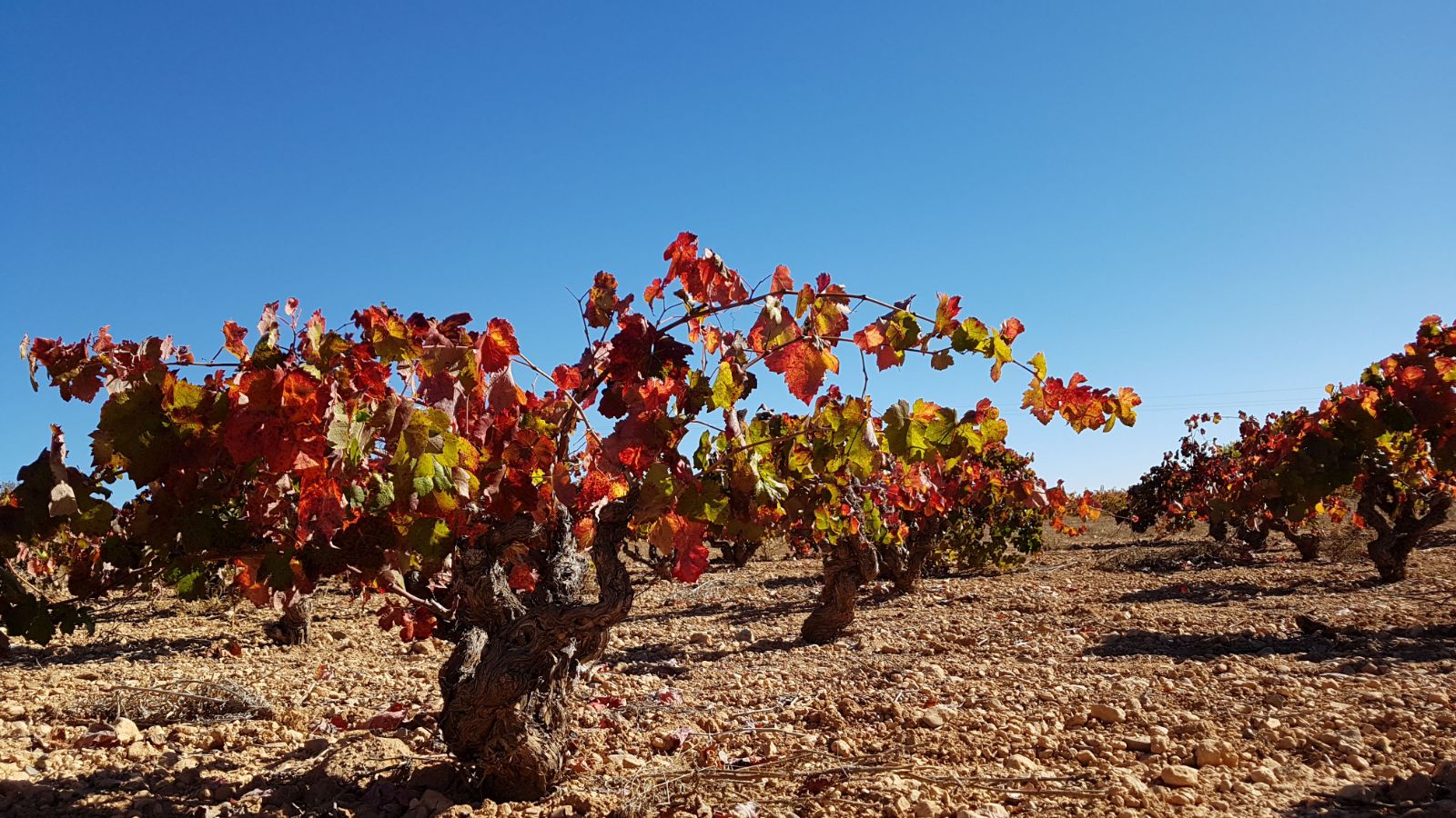 El Tribunal Supremo da la razón y respalda a las DO Utiel-Requena y Alicante