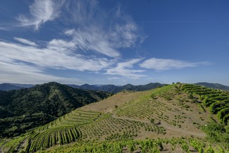 Familia Torres lanza su vino más exclusivo: Mas de la Rosa 2016 de la DOQ Priorat
