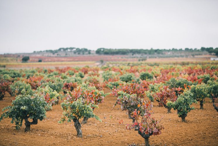 Proyecto: ¿Y tú de quién eres? Blanco o Tinto 2018. Gratias Wine