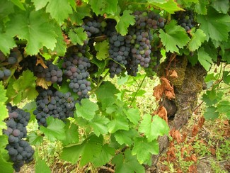 Causas del crecimiento de Brettanomyces y su control preventivo