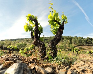 Bodegas Frontonio presenta su proyecto El Jardín de las Iguales en Alpartir. Recuperar el orgullo de un valle