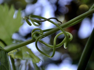 Aquí tenemos las fotos seleccionadas en el Concurso de Fotografía de Primavera Verema