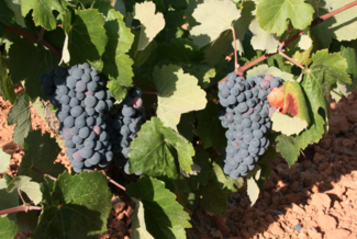 D.O. Utiel-Requena, pasión por el vino D.O. Utiel-Requena, pasión por el vino