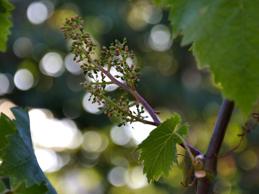 Estos son los ganadores del concurso de Fotografía de Primavera Verema