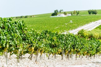 Arranca una vendimia en el Marco de Jerez que promete altos niveles de calidad