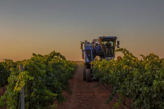 Arranca la vendimia en DO La Mancha con la variedad chardonnay