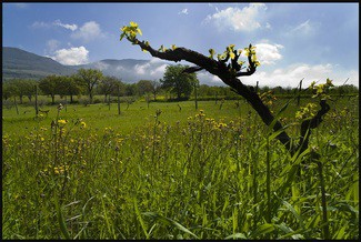Los Antinori, la saga más antigua del vino