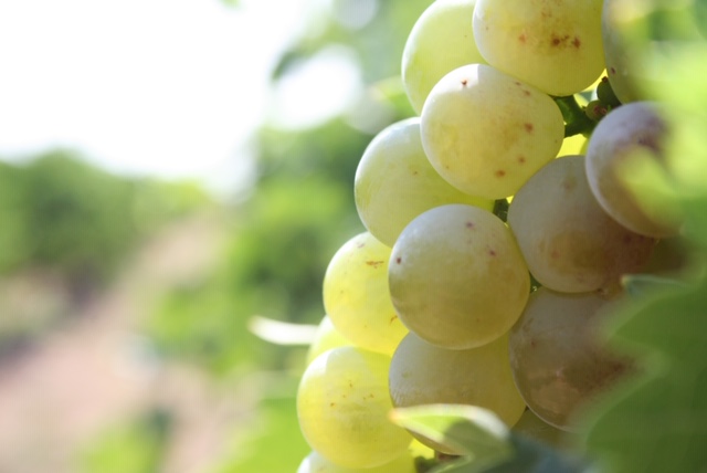 Arranca la vendimia del Moscatel en Maetierra