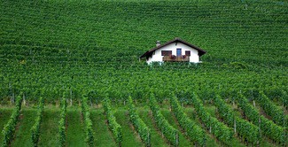 Panorámica sobre los vinos suizos