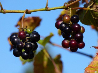 En septiembre nos vamos de vendimia