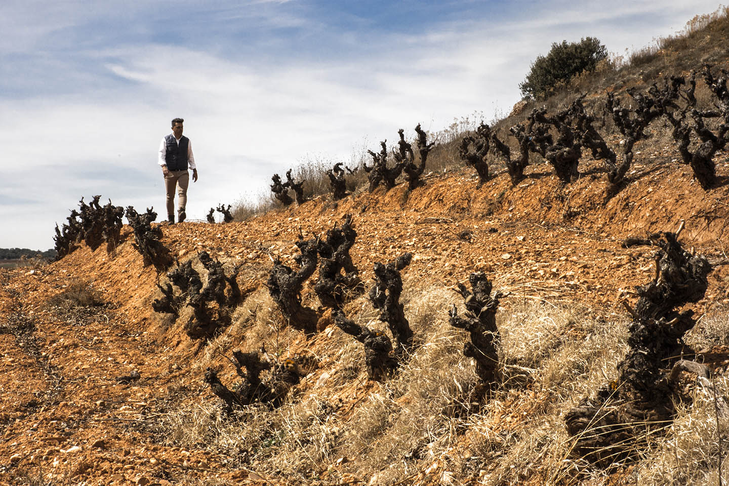‘Milsetentayseis’, una viticultura al límite que reinterpretará la Ribera del Duero
