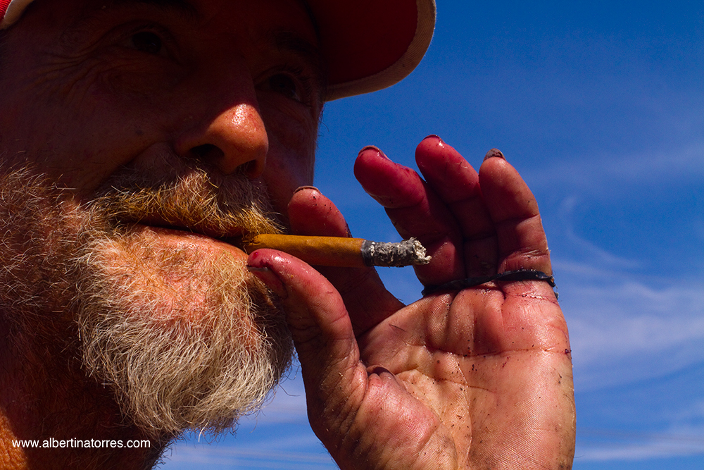 La dura vendimia al sol