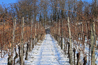 La nieve y el vino: una vieja amistad