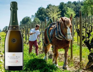 La vendimia 2019 en la finca Raventós i Blanc La vendimia 2019 en la finca Raventós i Blanc