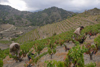 Familia Torres finaliza la vendimia con las variedades ancestrales moneu y forcada plantadas en el Penedès