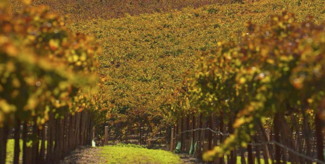 Presentación de las Nuevas Añadas de la Bodega Tesalia