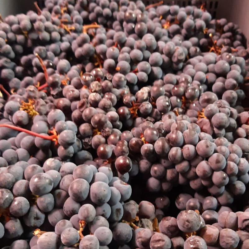 Mas de Sella Vendimia 2019