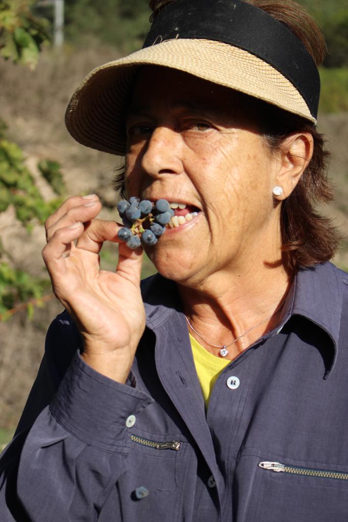 Mas de Sella Vendimia 2019