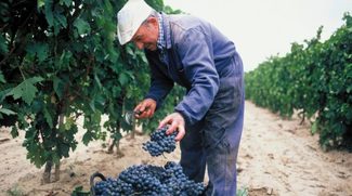 2019: La cosecha de Rioja.
