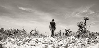 Visita a Bodegas y Viñedos Sentencia