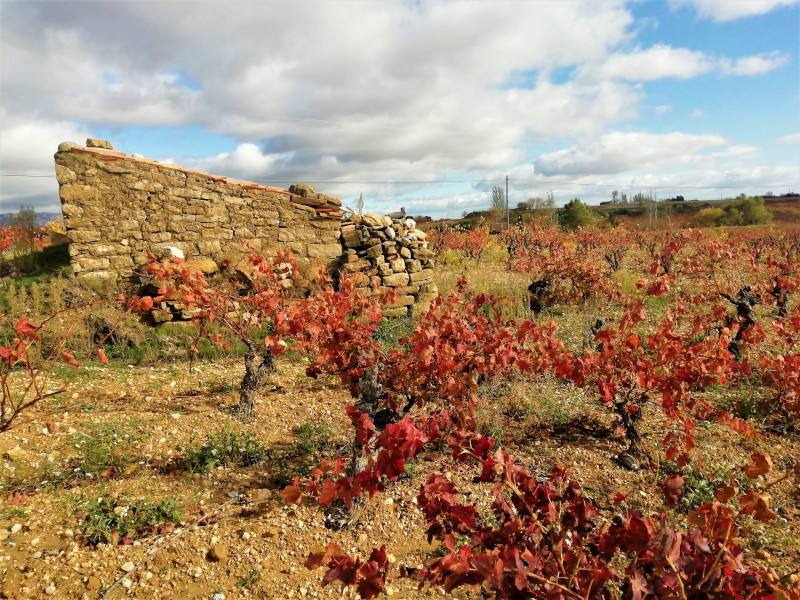 viñedo cerca de Laguardia en otoño