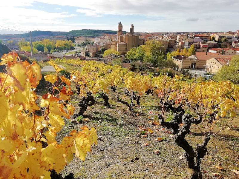 Pueblo de Elciego en Alava con viñas amarillas
