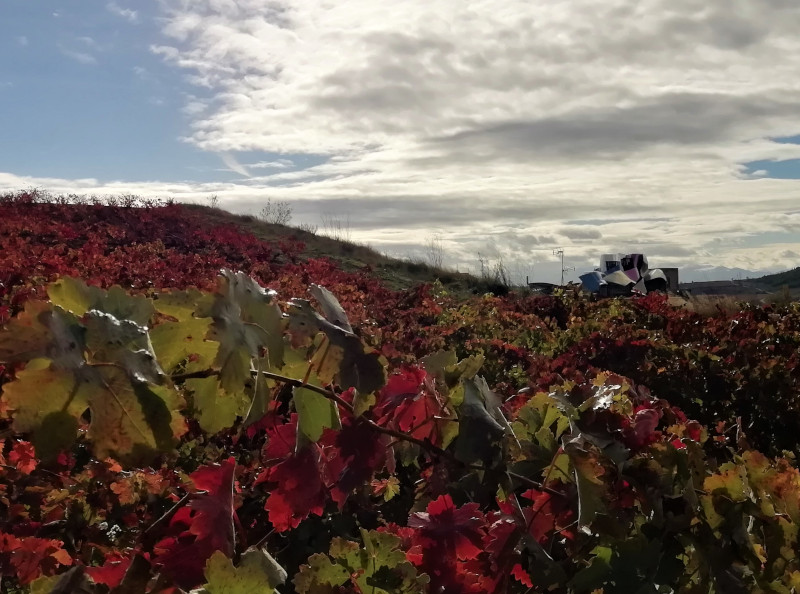 Marques de Riscal con viñedos rojos delante