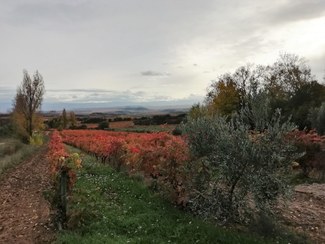 Rioja y Ribera del Duero en otoño - Diferencias en colores
