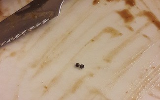 Perdigones de la perdiz de tiro