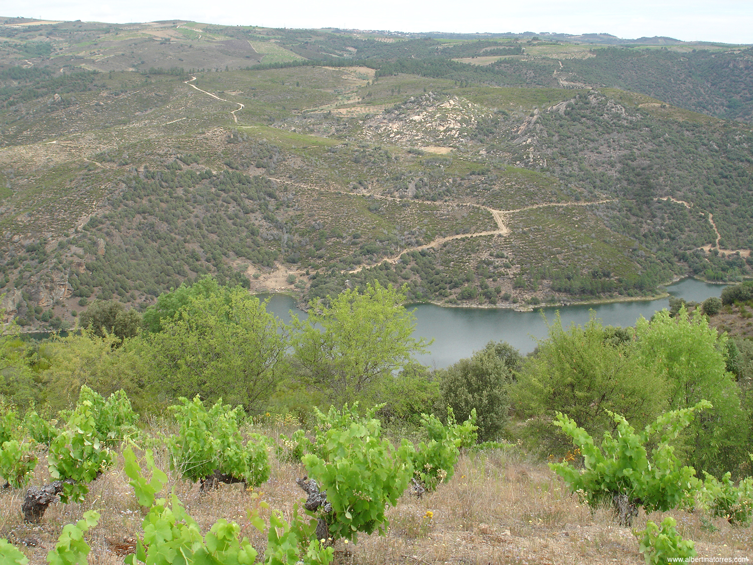 Rio Duero y Viñedos de Bruñal