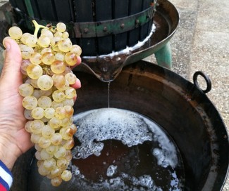 Vuelve el concurso de mostos del Marco de Jerez