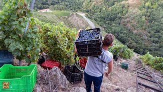 La DO Ribeira Sacra despide el mejor año de su historia