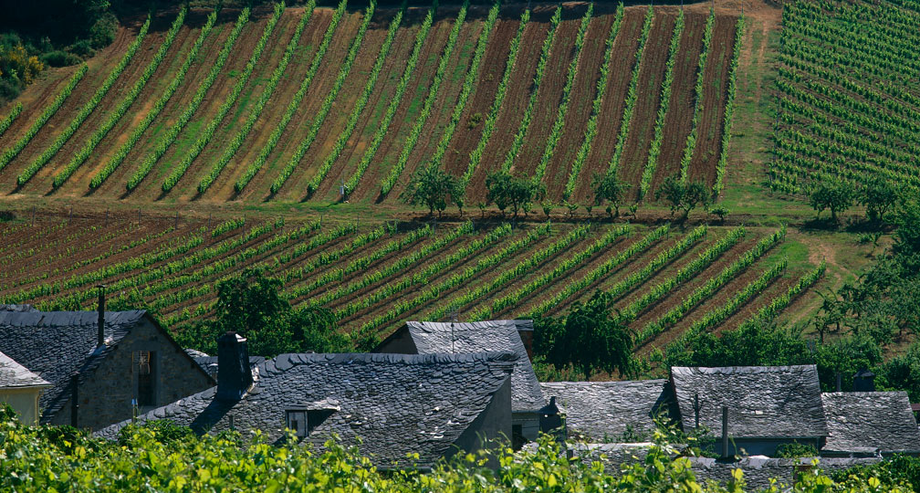 La DO Bierzo incrementa sus ventas un 8,6 por ciento y se acerca a los 9 millones de botellas