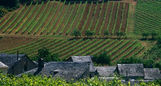 La DO Bierzo incrementa sus ventas un 8,6 por ciento y se acerca a los 9 millones de botellas