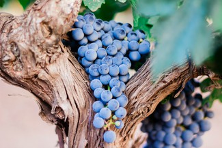 Garnacha de la D.O. Campo de Borja en la Experiencia Verema Barcelona 2019