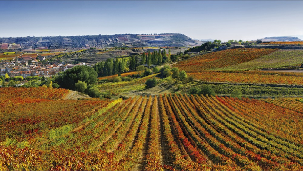 Rioja califica 2019 como un año de transición Rioja califica 2019 como un año de transición