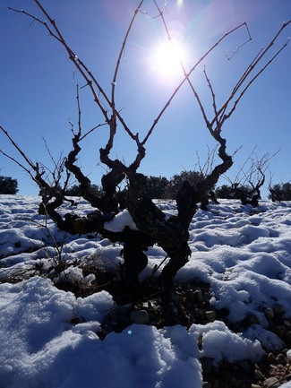 Nace la asociación Bodegas Viñas Viejas de Soria para potenciar el legado histórico del viñedo soriano