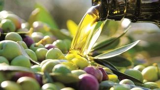 Nueva normativa para el aceite de oliva en el 2020