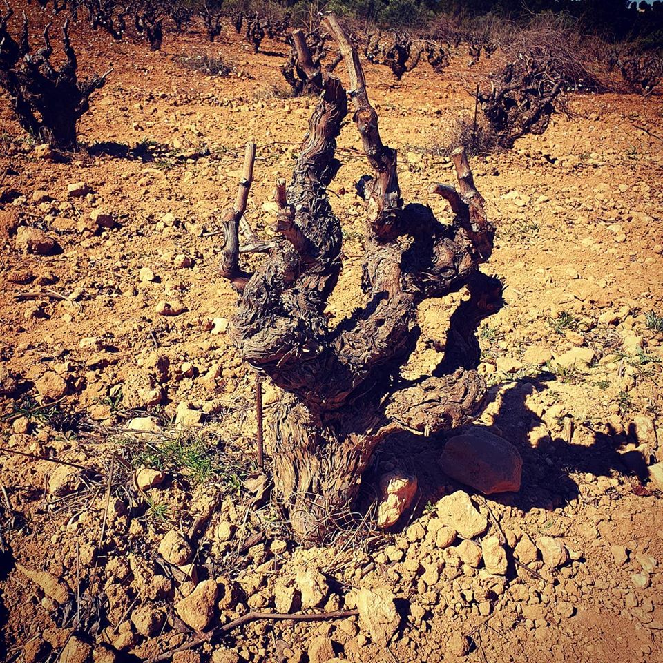 6º Elemento un viaje alrededor del vino. 6º Elemento un viaje alrededor del vino.