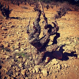 6º Elemento un viaje alrededor del vino.