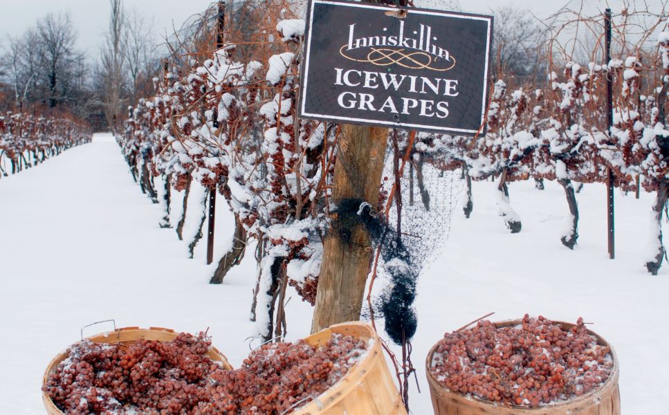 Vino de hielo